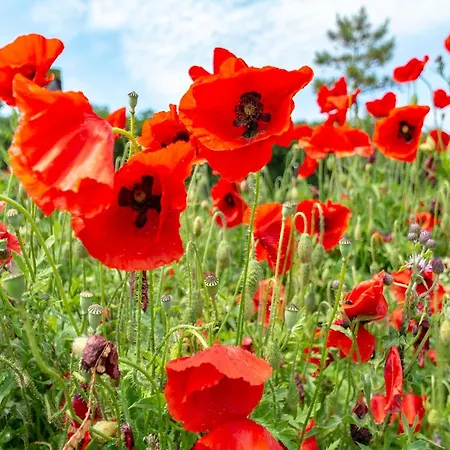 Near Groote Keeten Feriehus *