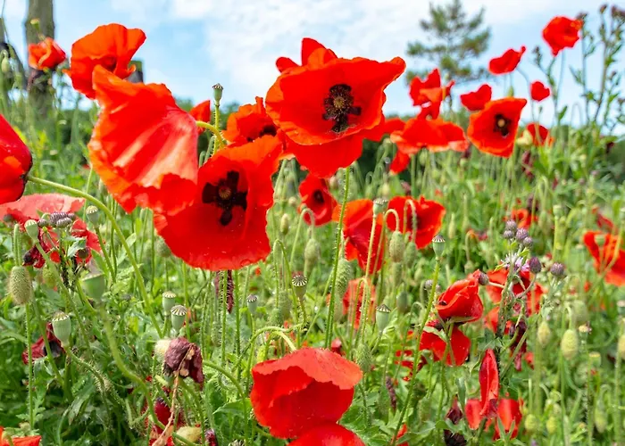 Near Groote Keeten 펜션 *